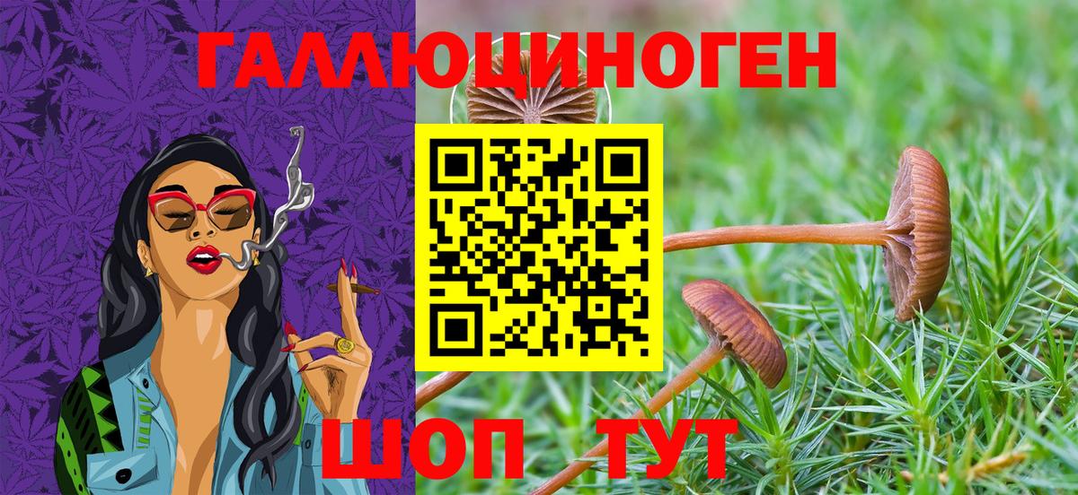 Галлюциногенные грибы Psilocybine cubensis Белгород